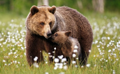 Неожиданная встреча бегуньи с медведицей и медвежатами попала на видео