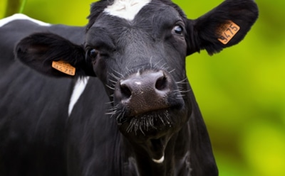 В Британии стал популярен необычный способ снятия стресса