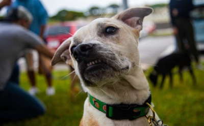 Ученые показали, как изменятся собаки через 10 тысяч лет