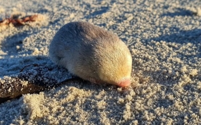 В Африке найдено животное, которое вымерло 100 лет назад