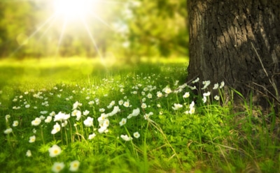 Тепло не за горами: что обещает нам прогноз погоды на весну 2024-го