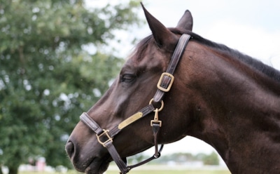 Рассказ Куприна «Изумруд»: характеристика главных и второстепенных героев