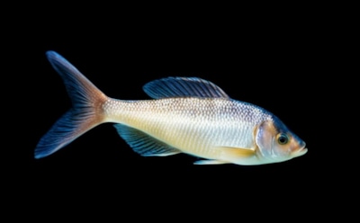 Ихтиологи нашли рыбу с голосом громче реактивного самолета