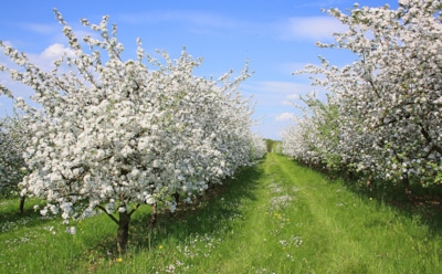 Конец весны не за горами: какая погода ожидается в мае 2024-го по прогнозам