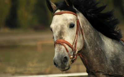 «Выйду ночью в поле с конем»: история создания песни