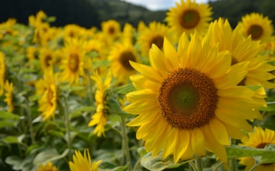 Погода в конце лета: что ждет нас в августе по мнению синоптиков