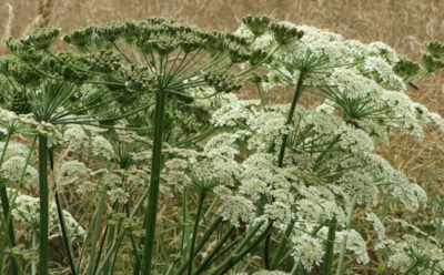 Победа над борщевиком Сосновского: как эффективно избавиться от опасного сорняка и защитить свой участок — простой и проверенный метод борьбы