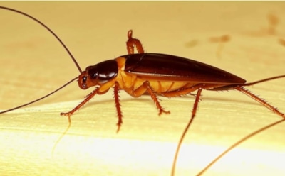 Тараканы навсегда пропадут из дома: простые и эффективные методы борьбы — избавьтесь от докучливых насекомых быстро и безопасно