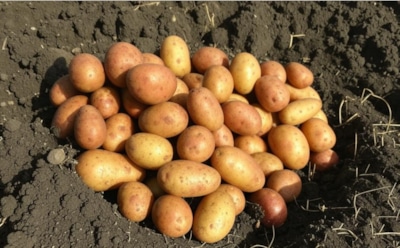 Картофель пойдет в рост: как и когда поливать для максимального урожая — советы по уходу и предотвращению проблем