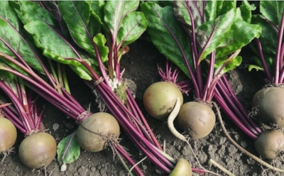 Выжать максимум из свеклы: как подкормка в июле и августе улучшит урожай — советы для получения крупных и вкусных корнеплодов