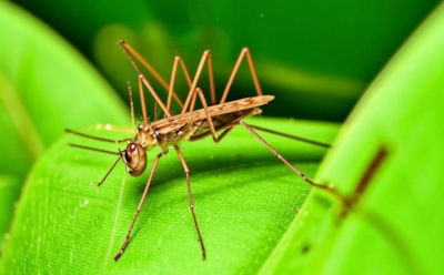 Комары несут страшную болезнь: Роспотребнадзор сообщил о случаях лихорадки Западного Нила в России