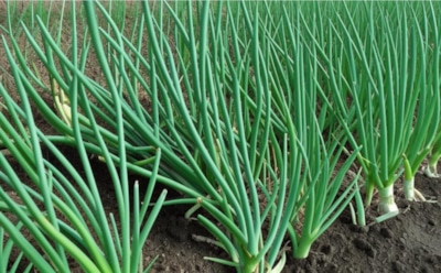 Остановите пожелтение лука: секреты опытных огородников для сохранения насыщенного зеленого цвета до конца лета — советы и подкормки