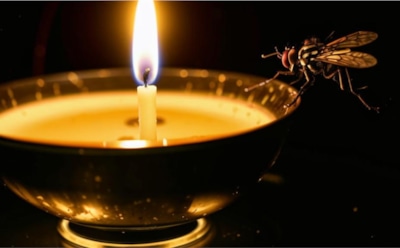 Прощай, муха: сделайте ловушку своими руками и наслаждайтесь летом без жужжания — надежный и простой метод борьбы с насекомыми без химии