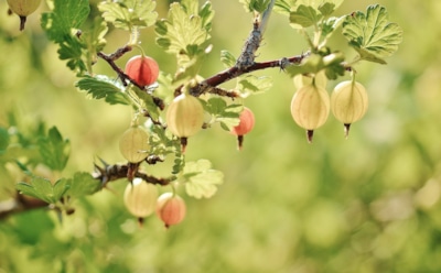 Пересадить крыжовник без лишних проблем: как добиться успешного роста кустов и обильного урожая ягод — садоводы советуют