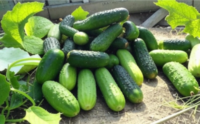 Секреты богатого урожая огурцов: 100 мл на 1 литр воды этого доступного средства помогут улучшить рост и защитить растения — рекомендации огородников