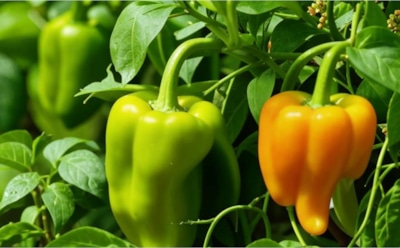 Обильная подкормка для перцев в августе: правильные составы для богатого урожая — советы экспертов по уходу за растениями