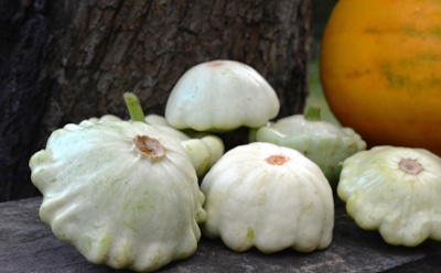 Патиссоны в августе: как обеспечить правильный полив в конце лета, чтобы повысить урожайность культуры — советы дачников