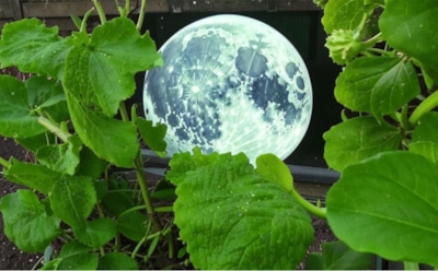 Огородный обман Луны: как профессиональные агрономы оценивают достоверность рекомендаций лунных календарей — мнение эксперта