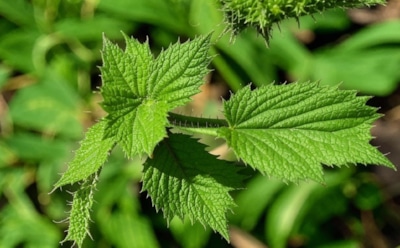 Жгучая польза с нюансами: комментарии врача о полезных свойствах и возможных опасностях применения крапивы — кому следует опасаться
