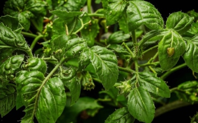 Летний сад под угрозой: эффективные методы борьбы с вредителями при помощи томатной ботвы – советы и рекомендации опытных садоводов