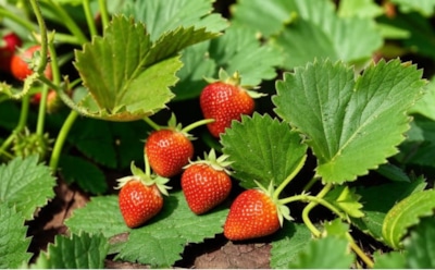 Вкусная ягода и секреты обильного урожая: как правильно мульчировать клубнику в августе – советы опытных садоводов и полезные рекомендации