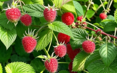 Малинник — под нож: обрезка малины в августе для богатого урожая и здоровья кустов — секреты ухода и советы от опытных садоводов