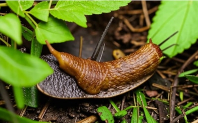 Избавьтесь от слизней в саду и огороде: лучшие методы борьбы с брюхоногими вредителями — полезные советы для защиты вашего урожая
