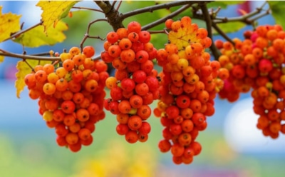 Осенний пламень рябины: секреты сбора и хранения ягод для компотов, настоек и лечебных целей — советы, чтобы сохранить все полезные свойства