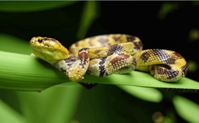 Ползучая угроза: правильная первая помощь и предотвращение возможных осложнений при укусах змей и пауков — советы врачей