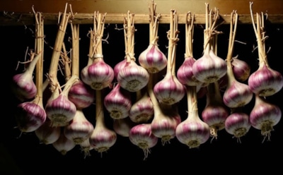 Чеснок не пропадет: придерживайтесь этих нехитрых правил, и ваш чеснок будет храниться долго и без проблем — советы и рекомендации