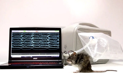 Что будет разнюхивать в России «электронный нос»: ученые придумали устройство, которое учится у крыс различать запахи