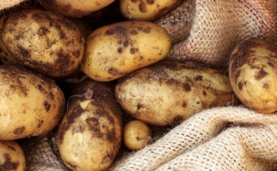 Картофель забудет о парше с этими хитростями: простые секреты ухода и посадки на даче — проверенные методы для здорового урожая