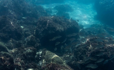 Обнаружены ферменты для разложения пластика и создания антимикробных средств: открытие на основе геномов морских микроорганизмов — новый шаг к решению проблемы загрязнения