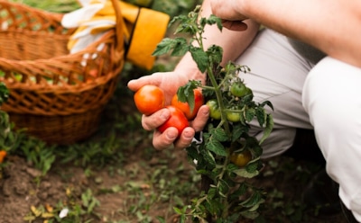 Как сохранить урожайность и здоровье растений: проверенные правила севооборота для огорода — советы по чередованию культур и защите от вредителей