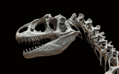 Новое ископаемое длинношеее с Пиренейского полуострова: ученые обнаружили в Испании неизвестного динозавра — древний титанозавр с уникальными характеристиками