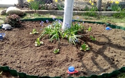 Альтернатива перекопке приствольных кругов: как защитить деревья и кустарники без лишних усилий — советы по уходу за садом