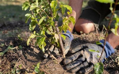 Осенняя посадка без риска для будущего урожая: какие деревья и кустарники выбрать и как подготовить их к зиме — советы для успешного укоренения