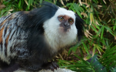 Удивительная способность обезьян: исследования доказали, что мармозетки используют имена для общения с сородичами — открытие израильских ученых