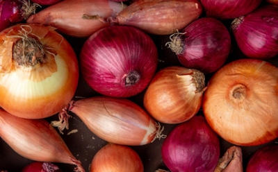 Лук — природное средство от недугов: правда о его пользе и ограничениях при лечении простуды — комметарии врача-эксперта