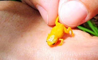 Левше и не снилось: ученые изучают миниатюрные чудеса природы в виде самых маленьких позвоночных на планете — удивительные открытия о блошиных лягушках