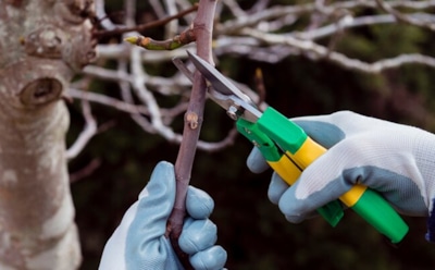 Обрезка деревьев осенью: как избежать ошибок, чтобы не погубить урожай — советы для правильного формирования кроны и обработки срезов