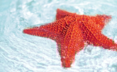 Ученые из Японии обнаружили новый вид морских звезд: ярко-красные хищники с необычной окраской — редкое открытие в подводном мире