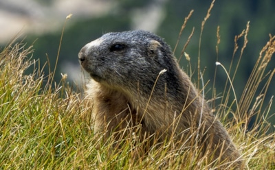Стресс в детстве серьезно сокращает жизнь сурков: влияние ранних потерь и неожиданное открытие — почему одни выживают дольше