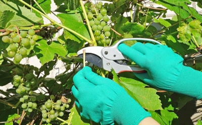 Уход за виноградом весной и летом: как правильно поливать, подкармливать и обрезать, чтобы получить обильный урожай — советы опытных садоводов