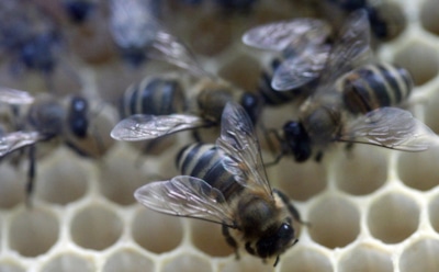 Природный яд против онкологии: ученые заявили, что пептид мелиттин уничтожает раковые клетки всего за час