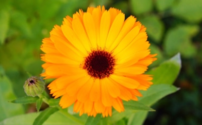 Календула на страже огорода: как ноготки обогащают почву — секреты садоводов для здоровья урожая