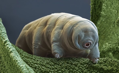 Тихоходки против микропластика: уникальные организмы противостоят загрязнению — результаты исследования