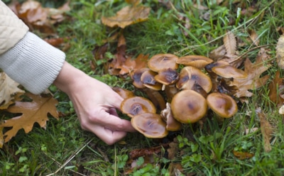 Как избежать ботулизма при сборе и хранении грибов: советы инфекциониста — правильная обработка и хранение