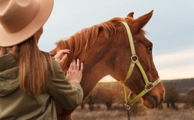 Когда заскрипело потертое седло: сроки приручения человеком лошадей под вопросом — загадка древних всадников