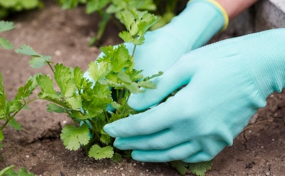 Внезапный дачный помощник: как йод защищает и улучшает урожай — простые советы